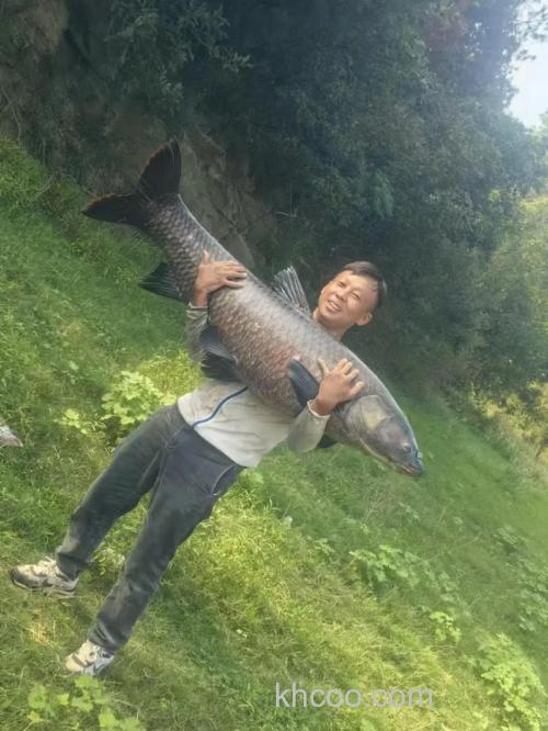 秋季库钓青鱼的攻略（下）