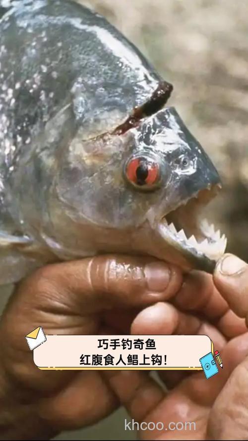 用什么铒钓红肚鲳鱼？