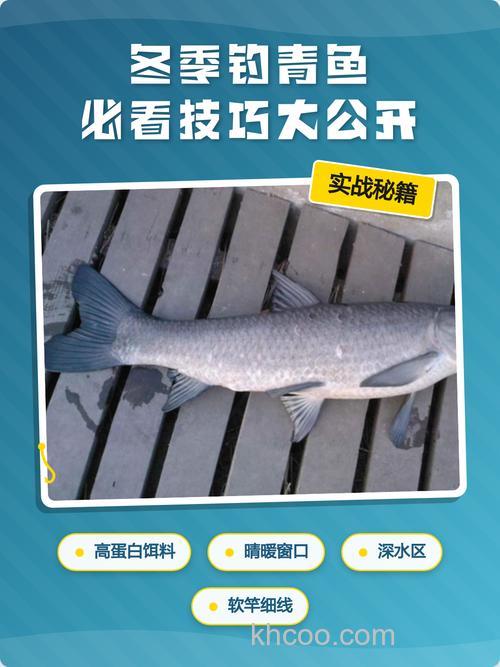 冬天塘钓青鱼实战技巧分享（上）