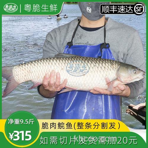 钩脆肉草鱼用什么料