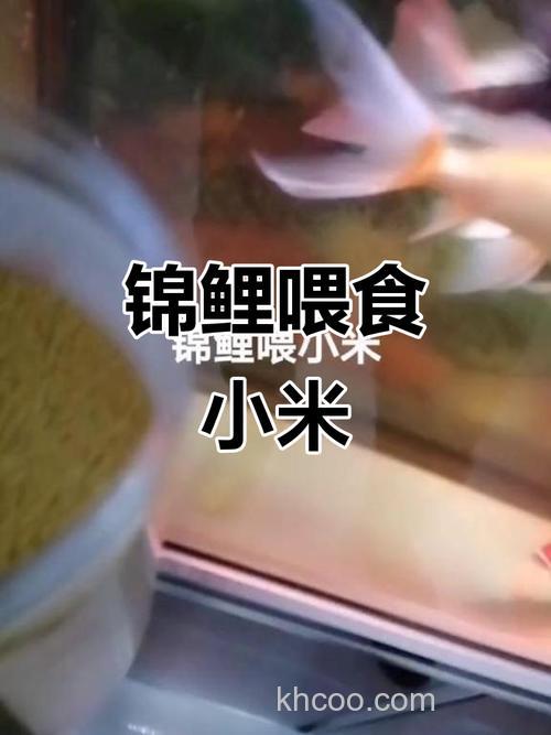 鲤鱼喜欢吃小米还是大米？