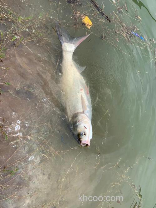 钓鲢鳙买千四还是千6？