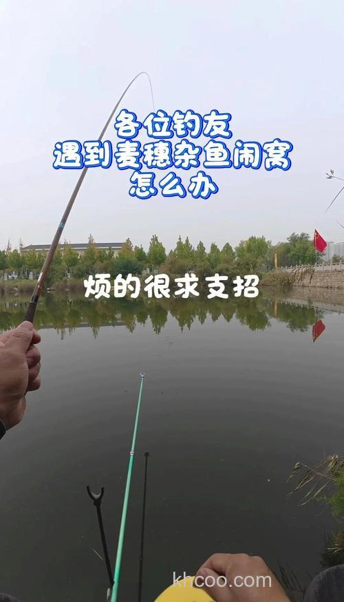 小麦穗鱼闹窝，怎样钓鲤鱼草鱼