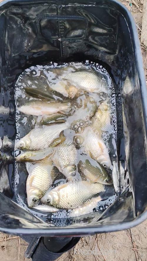 秋季野钓鲫鱼要灵活