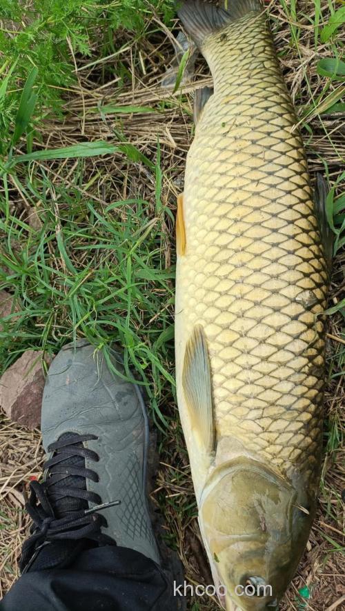 矶竿滑漂重铅好钓鲫鱼吗？