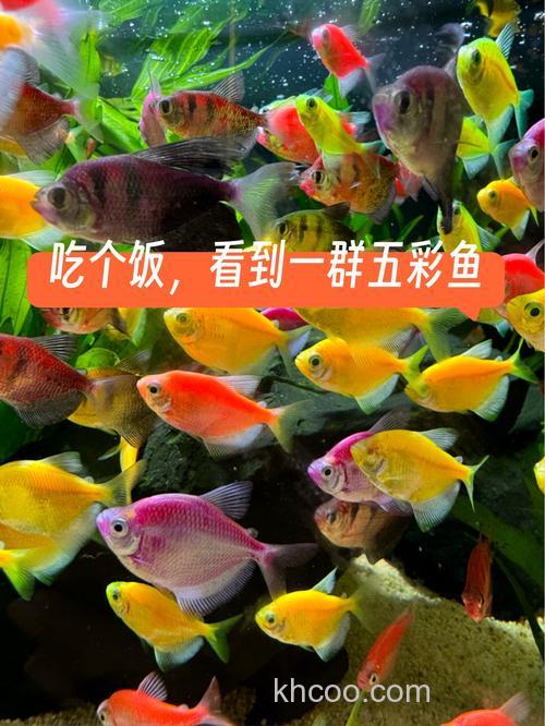 七彩鱼吃什么？