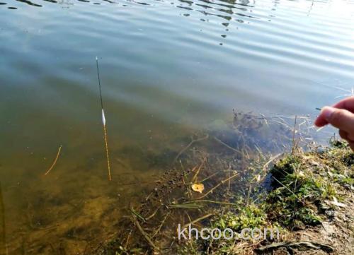 冬季长竿短线逗引钓鲫鱼