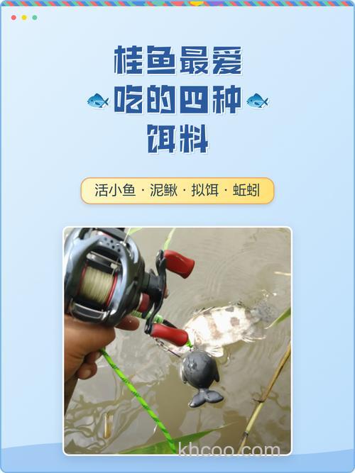 桂鱼吃什么饵料