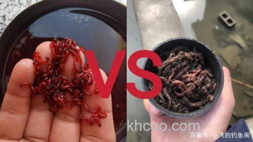 鲫鱼爱吃蚯蚓还是红虫？