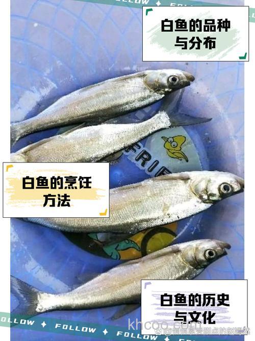 白鱼喜欢吃玉米吗？