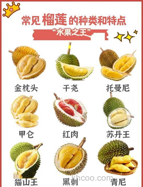 干尧榴莲和金枕榴莲哪种好