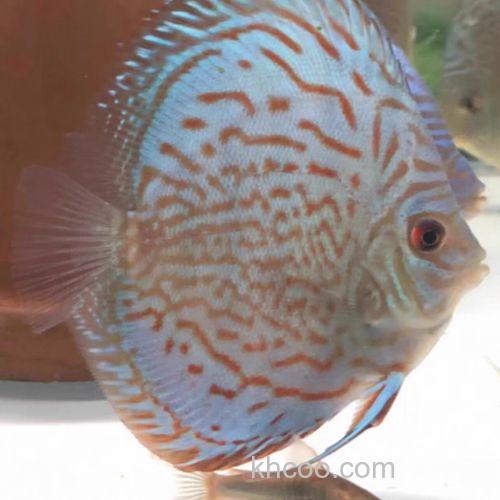 鸽子燕鱼用什么好钓？