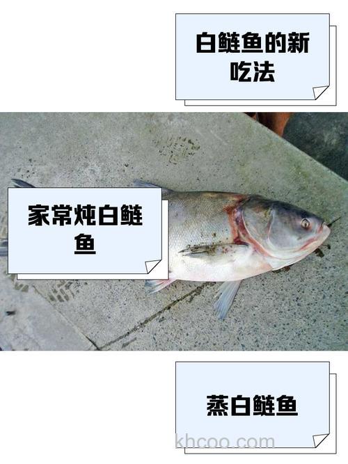 白鲢鱼吃小麦吗？