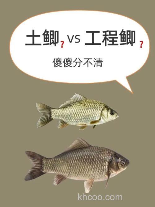 鲫鱼和工程鲫有什么区别