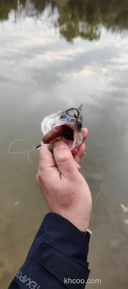 钓棒鱼用什么饵？