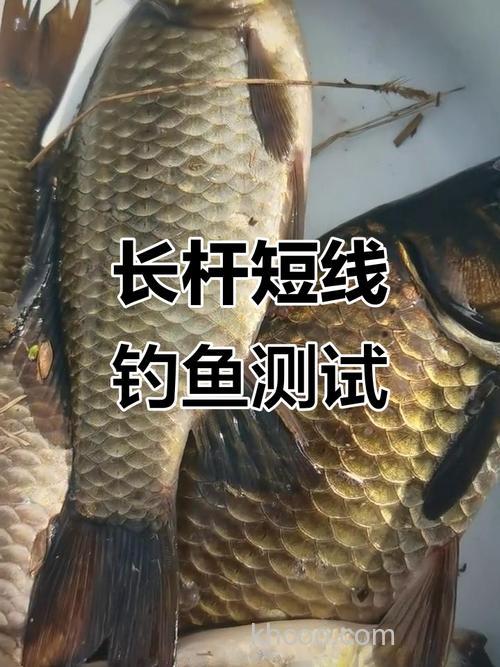 长竿短线钓鲫鱼的优势和缺点