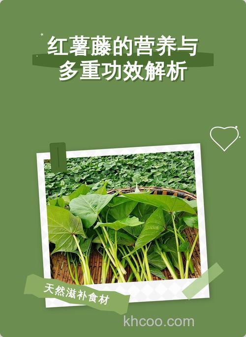 你好 请问草鱼能吃红薯藤吗 为什么】