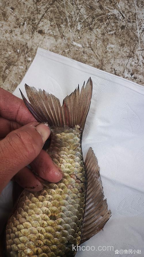 洗鲫鱼洗生猪肉后没洗手吃东西会感染寄生虫病吗？