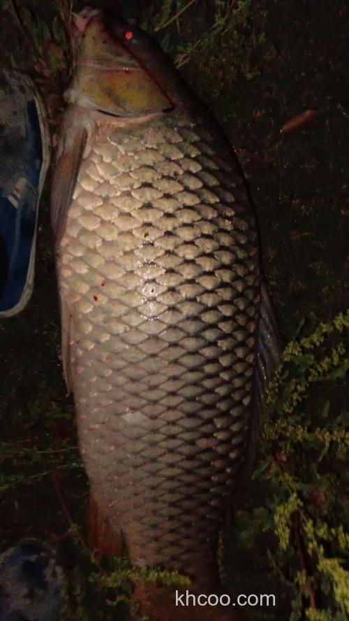 用什么钓鲤鱼最好？