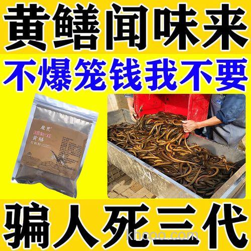 抓黄鳝用什么做饵最好？