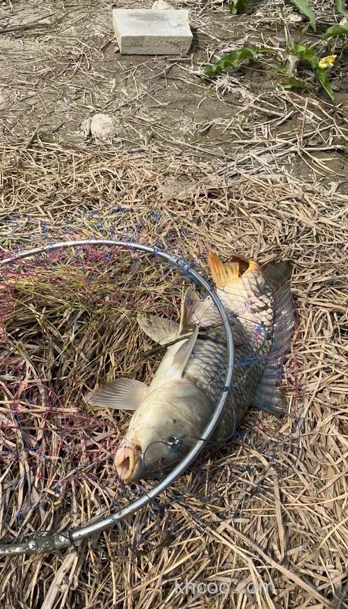 怎样在野生河道里垂钓鲤鱼