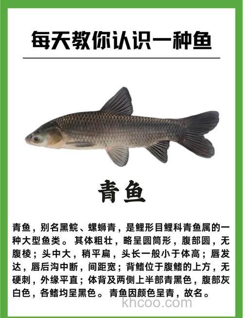 野生青鱼的习性与库钓技巧