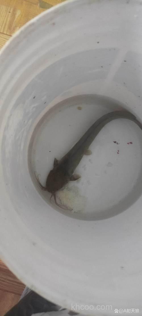 一条半斤鲶鱼一条要喂多少？