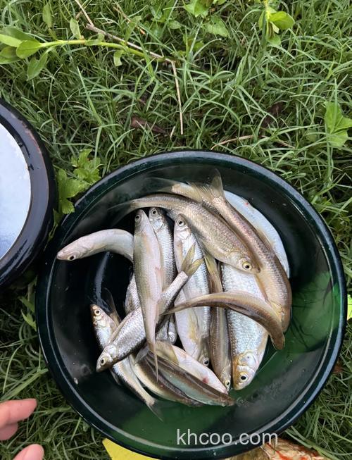 蚯蚓同玉米钓鲫鱼哪个好？