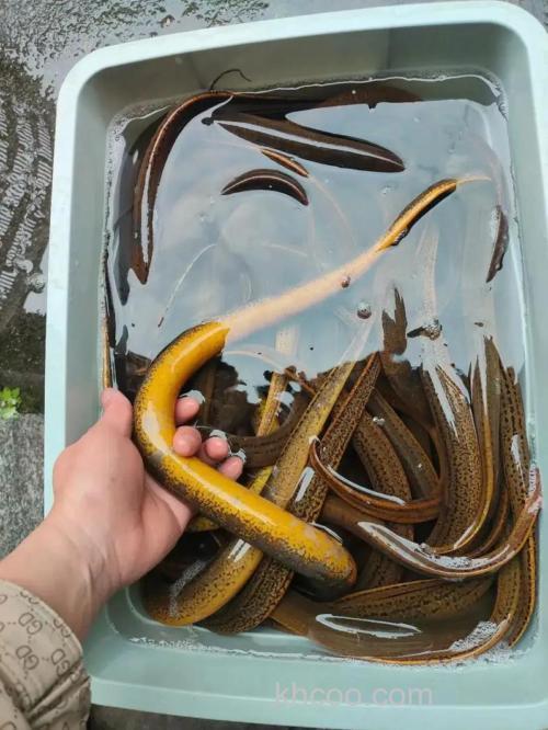 用土养黄鳝什么都不给他吃会不会涨