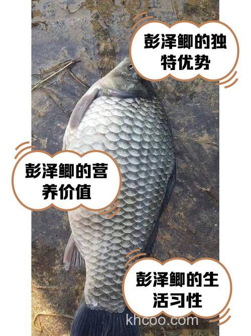 钓鱼界专钓鲫鱼的大师有哪些？