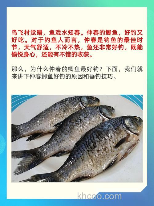 为什么仲春的鲫鱼最好钓