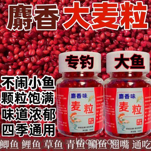 麝香麦粒野钓效果怎么样？