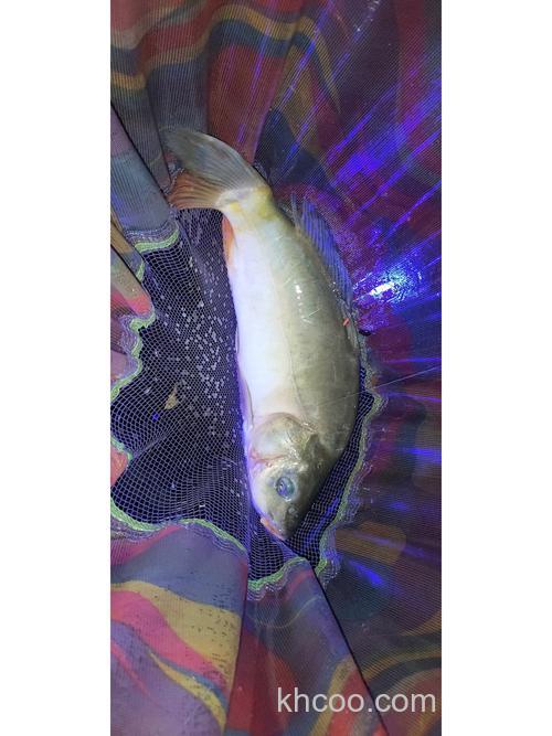 什么叫螺鲤鱼？