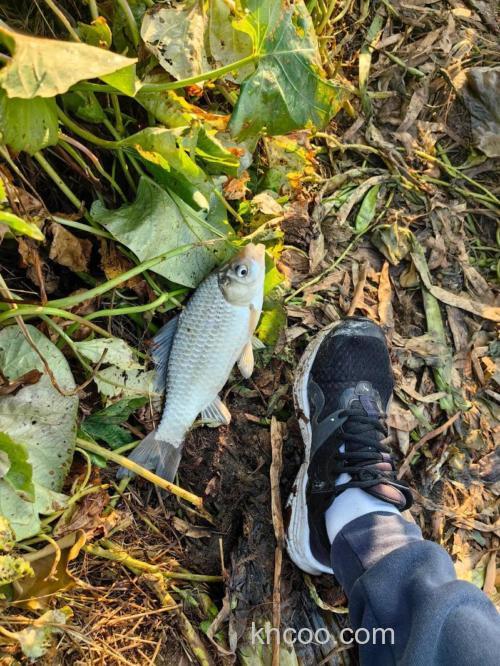 春季草洞垂钓鲫鱼不打窝