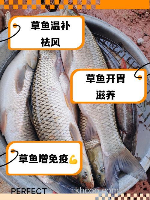 草鱼吃谷壳吗？