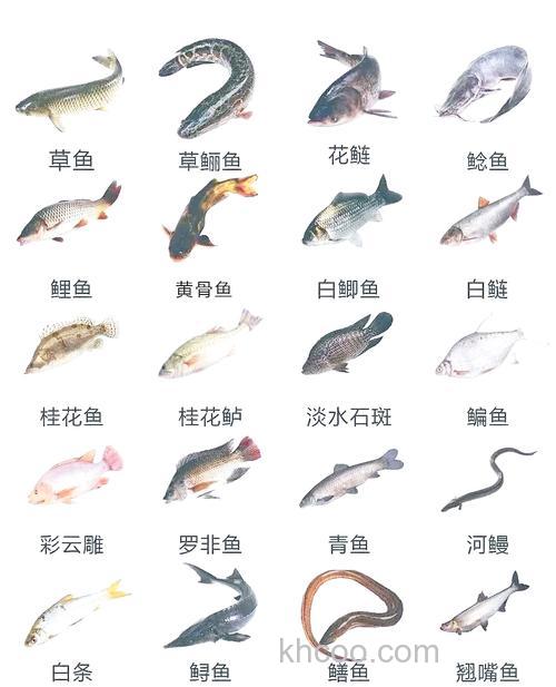 两到四米的深水适合养什么鱼