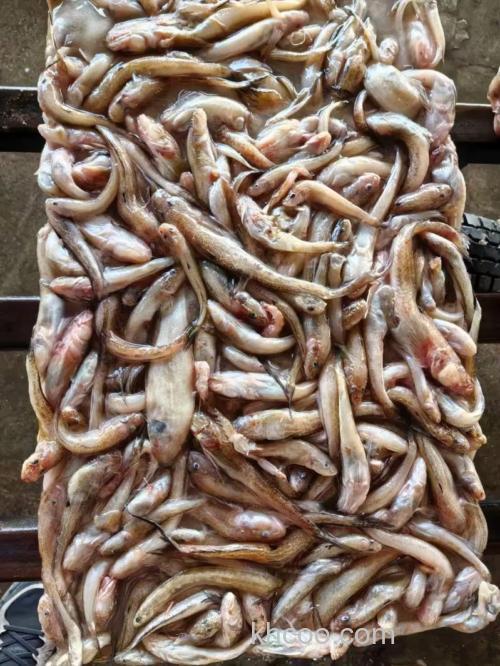 光鱼喜欢吃什么饵料