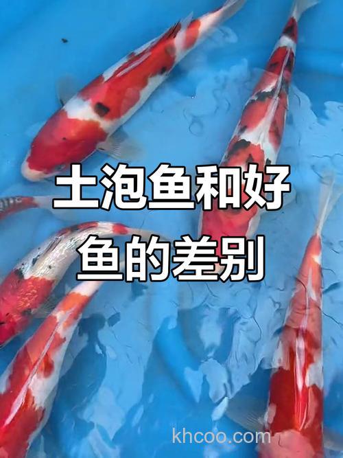 锦鲤土炮是什么