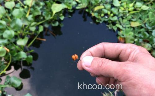 小麦钓鲇鱼,秋季怎么用小麦钓鱼