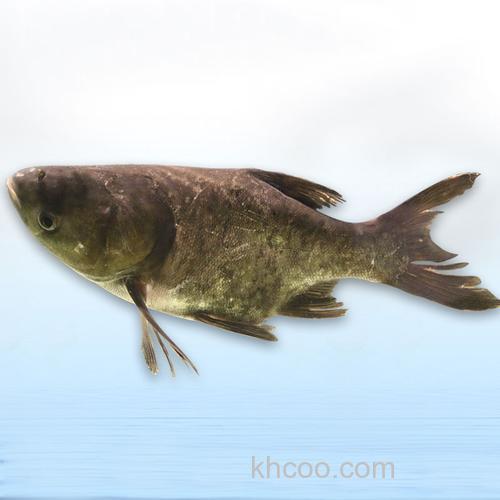 小米钓鲢鱼,在湖里用什么味道的饵料钓大头鱼?