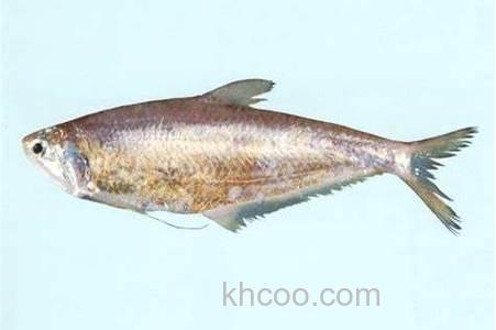 丸九的黄鲫跟哪个类似？