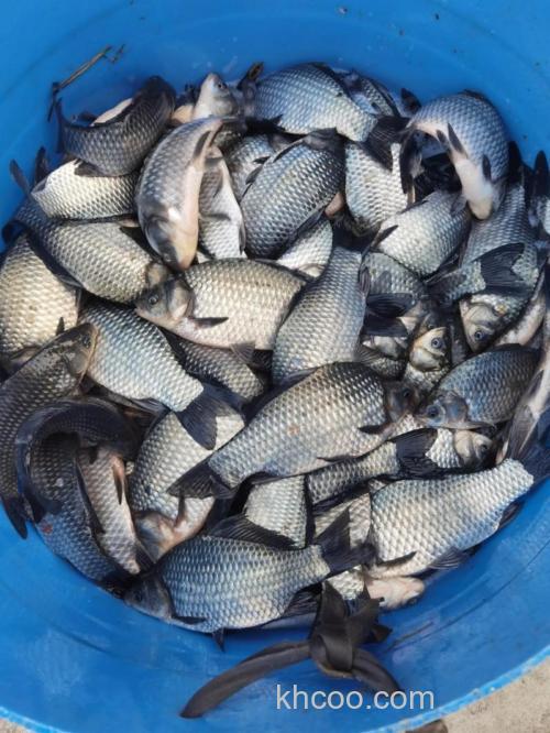 什么样的温度适合把鲫鱼放入鱼塘，清明过后还可不可以放