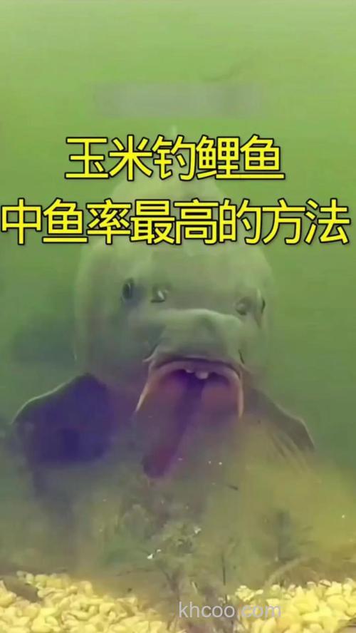 [请教高手] 玉米粒好钓鲤鱼?