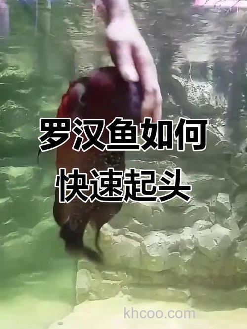 怎么让小罗汉鱼起头快又好