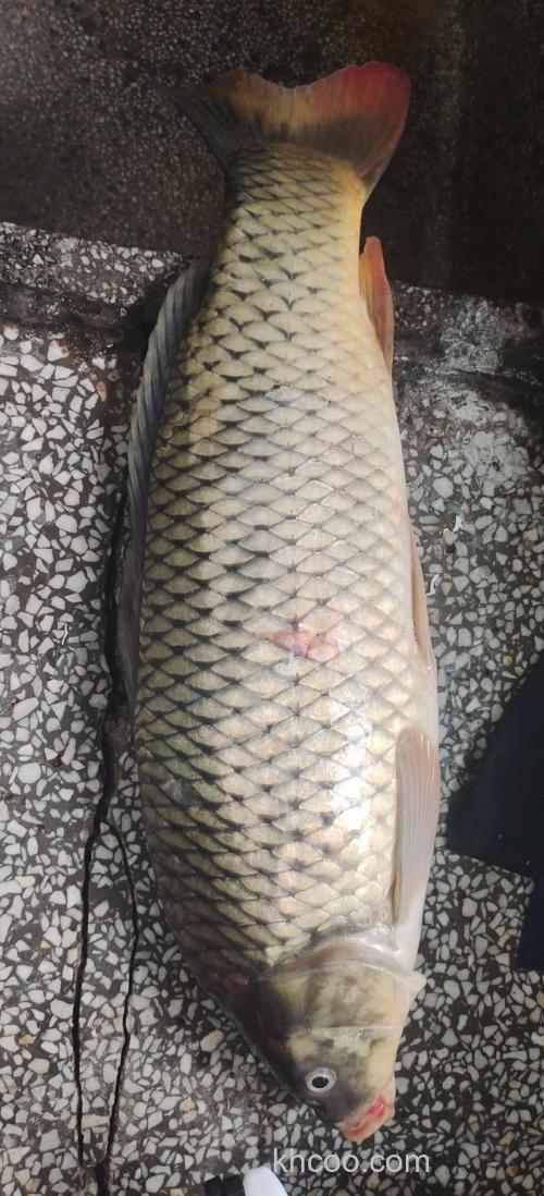 鲤鱼长什么样图片