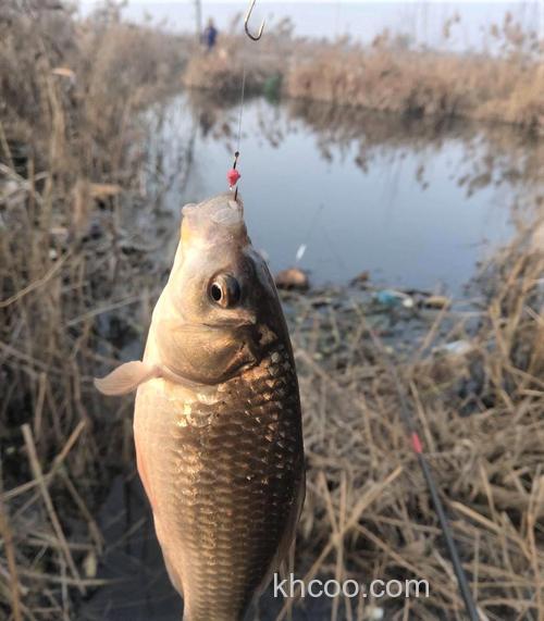 冬天钓鲫鱼用什么好