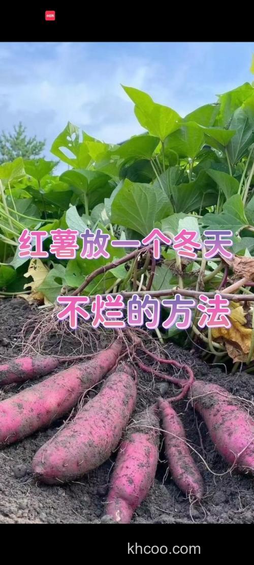 红薯饵料可以保存多少时间？