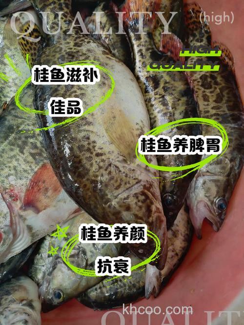 桂花香味对鲫鱼鲤鱼有诱食作用吗？