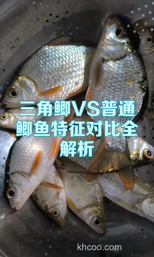 三角鲫和鲫鱼的区别？