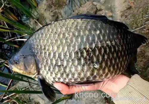 晚秋怎样鲫鱼用什么样的？